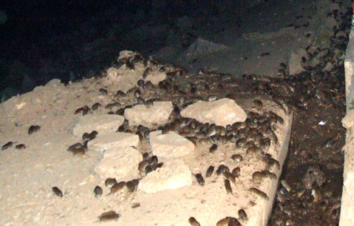 洞庭湖2007年東方田鼠暴發(fā)情狀（胡華 攝）