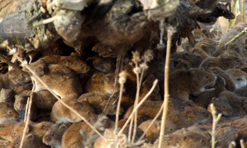 洞庭湖2007年東方田鼠暴發(fā)情狀（胡華 攝）