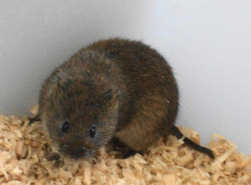 東方田鼠長江亞種