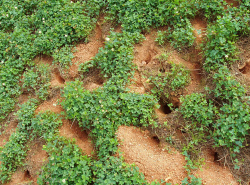 長沙市區(qū)湘江綠化帶突發(fā)東方田鼠布滿</br> 鼠洞（李波 攝）