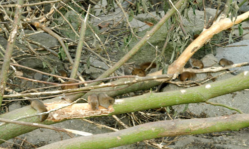 東方田鼠群嚙樹皮、盜食損毀農(nóng)作物（李波 攝）