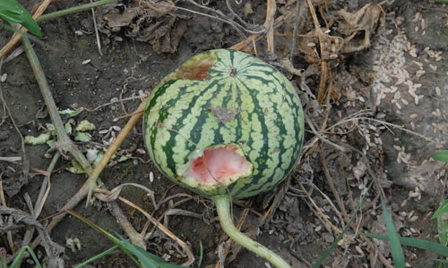 東方田鼠群嚙樹皮、盜食損毀農(nóng)作物（李波 攝）