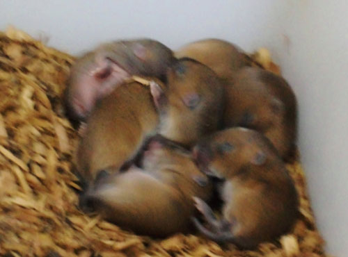 東方田鼠一窩尚未睜眼的幼仔