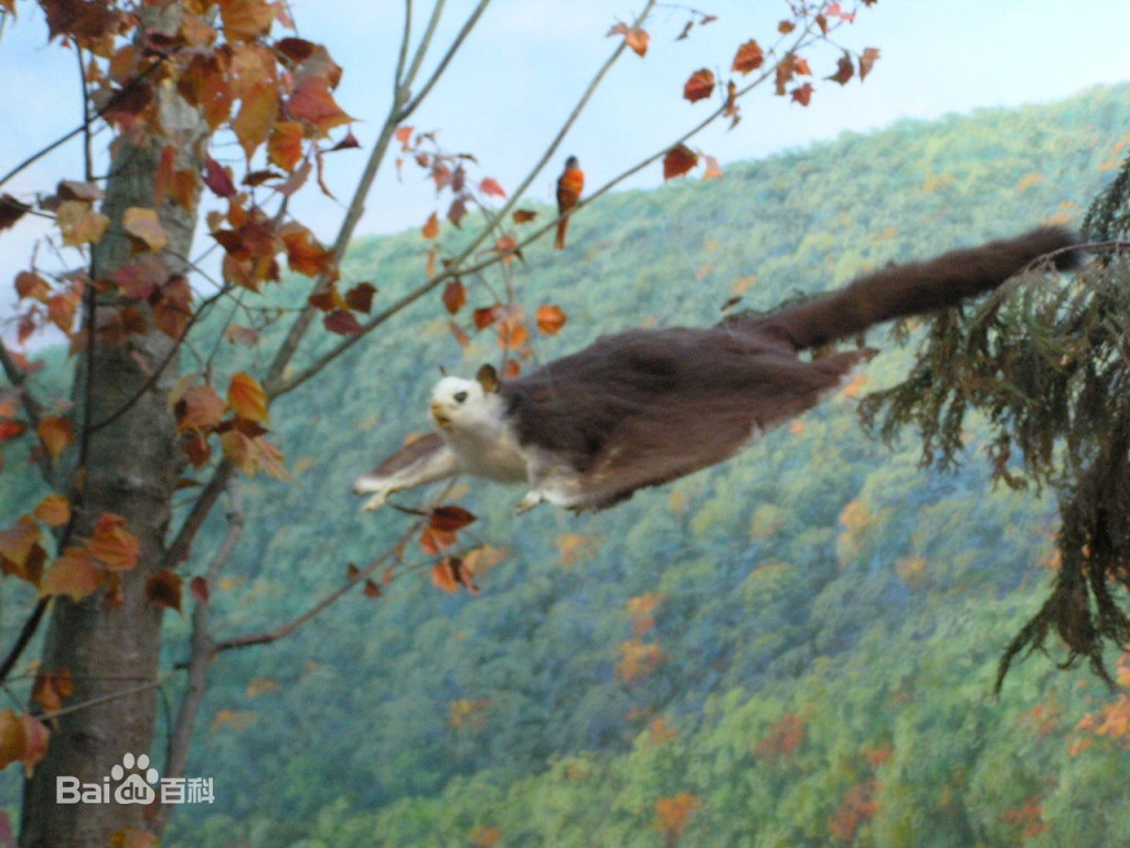 正在“飛”—— 滑翔中的鼯鼠（引自百度百科）