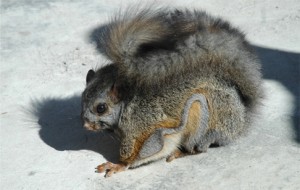 海南鼯鼠（引自王朝網(wǎng)絡(luò)wangchao.net.cn）