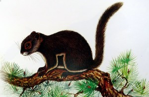 灰鼯鼠（巖崑等繪,引自《中國(guó)哺乳動(dòng)物彩色圖鑒》）