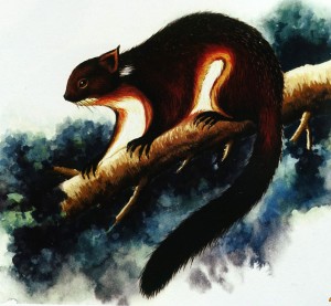 栗背大鼯鼠（巖崑等繪）