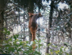 棕鼯鼠（福建南平 李宗北 攝）