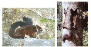 霜背大鼯鼠（魯韜攝、引自韓崇選,2009）