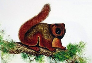 橙色小鼯鼠（巖崑等繪,引自《中國哺乳動物彩色圖鑒》2007）