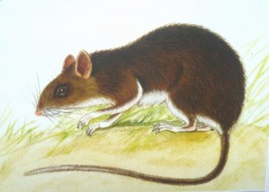 白腹巨鼠Leopoldmys edwardsi（彩圖引自《中國(guó)哺乳動(dòng)物彩色圖鑒》2007）