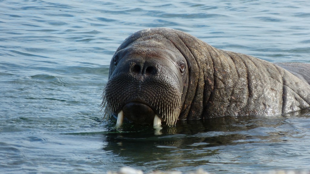 海象來到岸邊看看我們這些遠(yuǎn)道而來的人們 （劉麗攝）