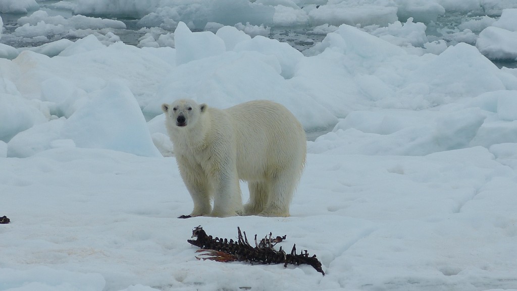 懂得節(jié)省的熊，它將海豹肉吃得干干凈凈（劉麗攝）