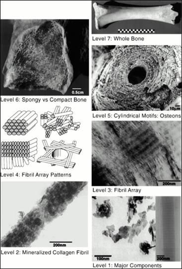 圖1 骨頭的多分級結(jié)構(gòu)