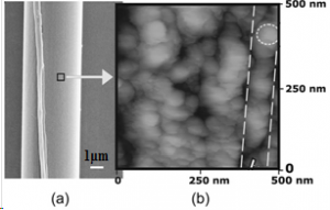 圖1 蜘蛛曳絲和內(nèi)部的原纖維[2]
