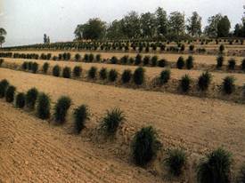 �����޳�����