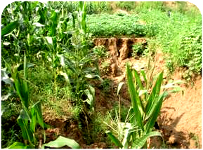 �Ɖ�������ʳ�r(n��ng)�� 