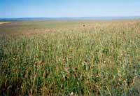 ��(n��i)�ɹŲݵ��ԭ