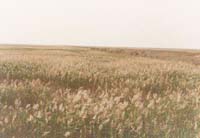 �|���JȔ�ӝɲݵ�