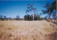 �ɟ�ӹ�ϡ���ԭ