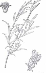 С�t�����~Ƭ��