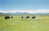 �ຣ�ߺ��ݵ�