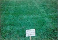 �ݵ������