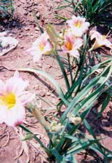 �ر�ֲ��--���