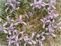 �ر�ֲ��--�R�A