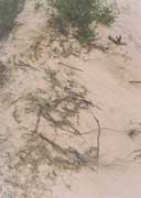 土壤隨植被退化而退化