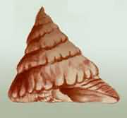 ���R����