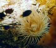 ɺ�����еĺ���