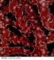 ɺ��֦�ϰ�ɫˮ��w