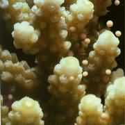 �Nޱɺ����Ⱥ�w���L�ͣ���֦�����K�����~���Ƥ��������һ�N�ǳ���Ҫ���콸ɺ����