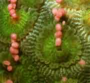 �ջ�ɺ����ɺ���w֮�g�o�ϲ���ɺ�����ڱ������ʶ�߅���������@�ć�ɺ�ꡣ�ֲ����҇�����ɳȺ�u���|�����Ϻ����_(t��i)���u�Ⱥ�����