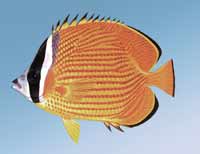 ��y�����~(y��)