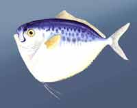 �۾��~(y��)