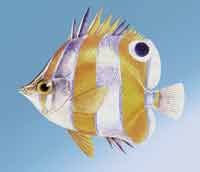 ������~(y��)