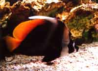 �Ď��R���~