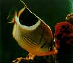 �޺����~(y��)