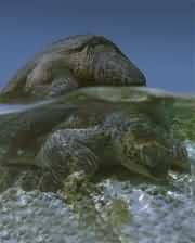 ������β