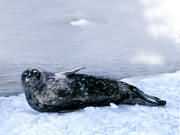 ��� �����