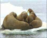 �ں����ϵ�СȺ����