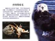 ���F��Ƥë