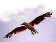 �w���еĺ��t