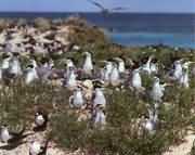 ��Ϣ�ں���߅���B(ni��o)Ⱥ