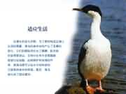 �m��(y��ng)����