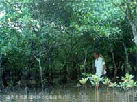 �t��ֲ���̥������Щ�t��ֲ��Ĺ����ڳ������Ȼ����ĸ���ϣ��N����ĸ���Ϲ�����(n��i)�l(f��)ѿ��