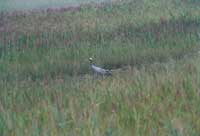 ���K����߅���JȔʎ