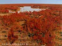 �����ӝɵصĉA��ֲ���}��